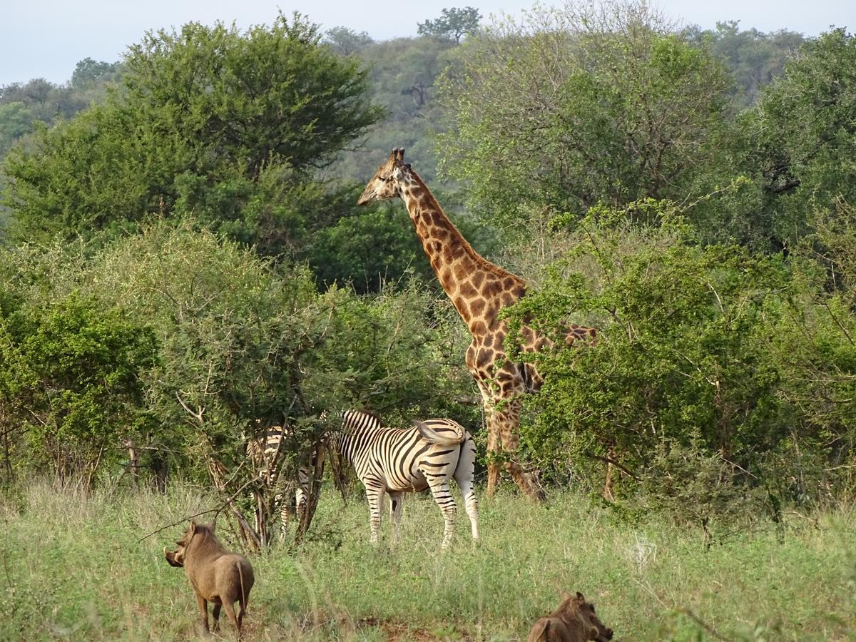 Emhosheni River Lodge Balule Game Reserve Eksteriør billede