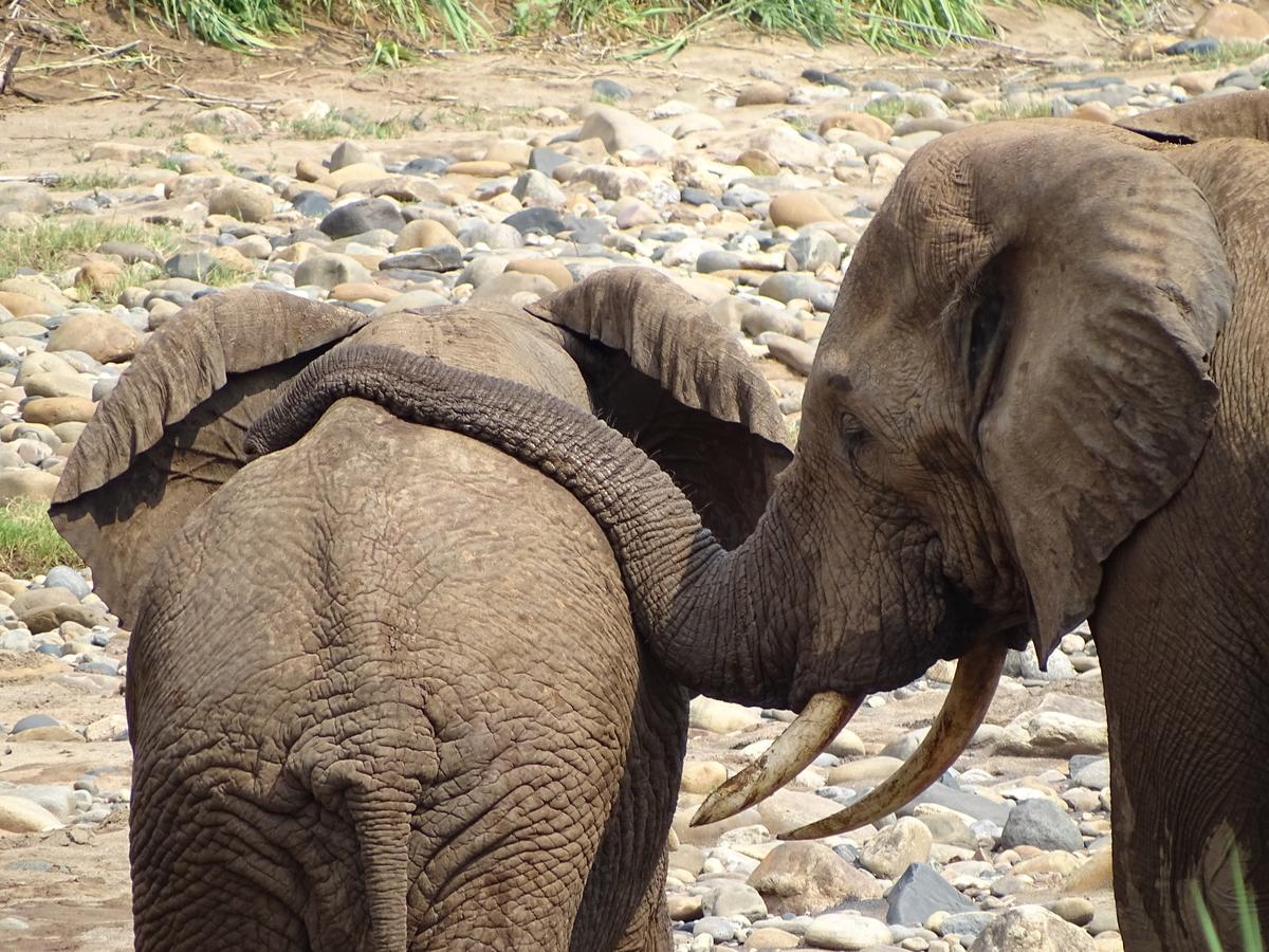 Emhosheni River Lodge Balule Game Reserve Eksteriør billede
