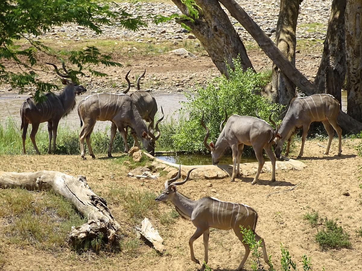 Emhosheni River Lodge Balule Game Reserve Eksteriør billede