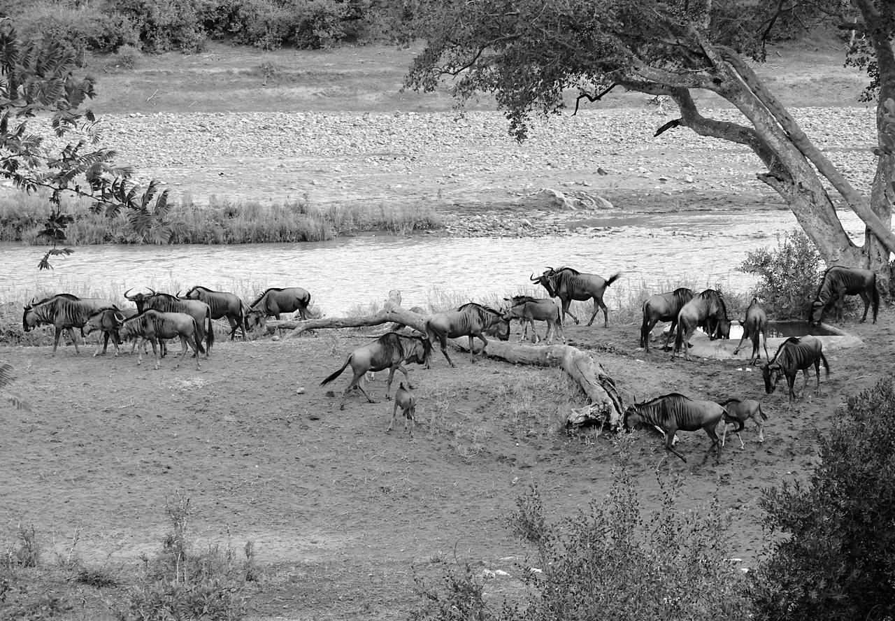 Emhosheni River Lodge Balule Game Reserve Eksteriør billede