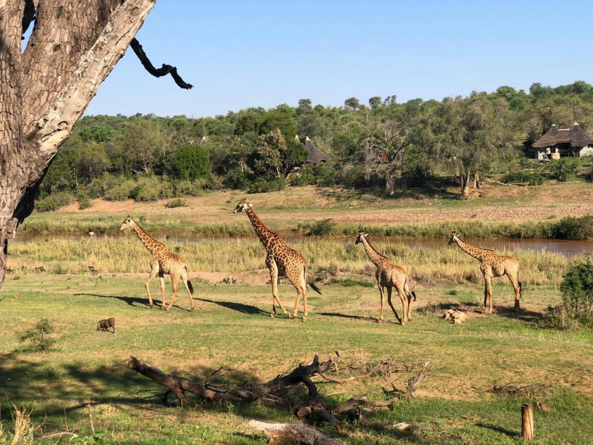 Emhosheni River Lodge Balule Game Reserve Eksteriør billede